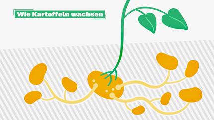 (c) ORF